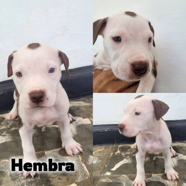 Todo lo que buscas en mascota está aquí solo llame al 53818081 pitbull , Chihuahua, pastor belga, bulldog francés,mucmás - Img 126032697