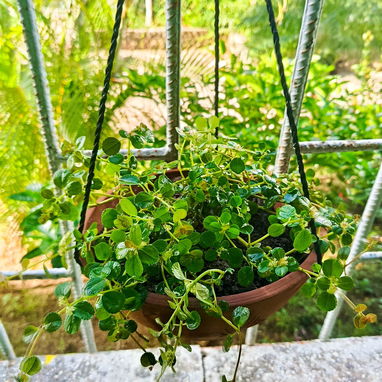 Plantas ornamentaleles para decoracion. - 5/8