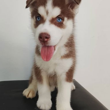 HUSKY SIBERIANO,macho,en 200 USD o equivalente,TENGO MENSAJERÍA,de 58 días,desparacitado,SE ENTREGA CON HISTORIA CLÍNICA - 3/5