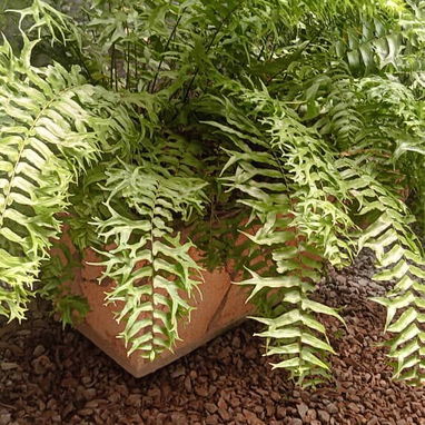 Servicio de jardinería 👩🏼‍🌾 - Img 124722387