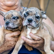 Bellos cachorros bulldog Francés machos fawn merles - Img 55462032