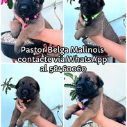 Cachorros Pastor Belga Malinois - Img 55884994