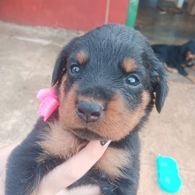 ROTTWEILER,ambos sexos,en 350 USD o equivalente en moneda nacional,TENGO MENSAJERÍA,tienen 50 días y están desparacitado - 6/10