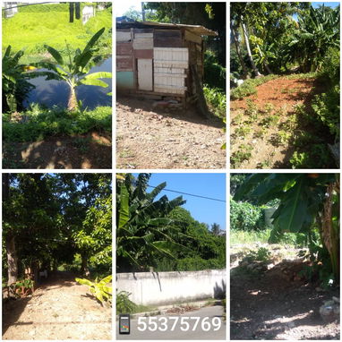 🔴Terreno & Árboles Frutales 0.10hta/1010m²🍌🥥🥑 - Img 116156961