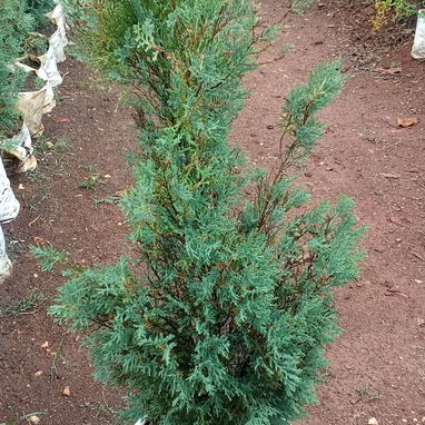 Servicio de jardinería 👩🏼‍🌾 - Img 122604948