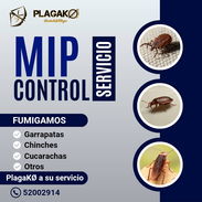 Fumigación y Control De Plagas PlagaKØ - Img 54082377