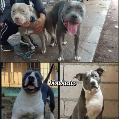 Cachorros en venta!! - Img 125970364
