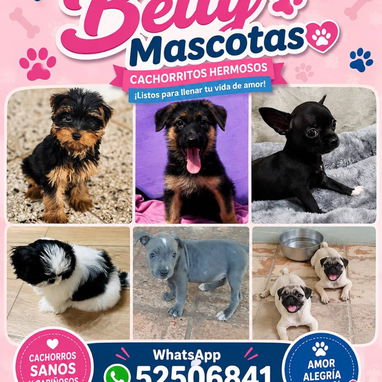 🐶 BETTY MASCOTAS 🐾 Cachorros disponibles 🐾 WHAT'SAPP 52506841 🐶 - Img 124715449