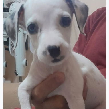 CACHORRO DÁLMATA HEMBRA EN 70 USD - 2/2
