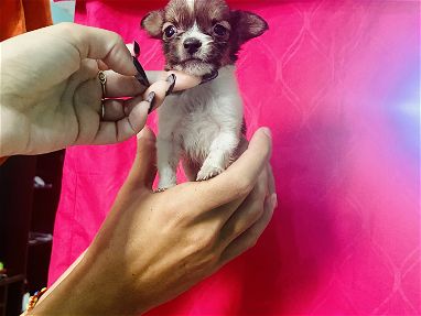 Chihuahuas Machitos de los más pequeñitos pelito largo y pelito corto calidad y garantía 💙🐾 - Img main-image