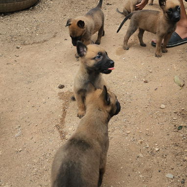 Vendo cachorros desparacitados malinois 56891683 - 2/3