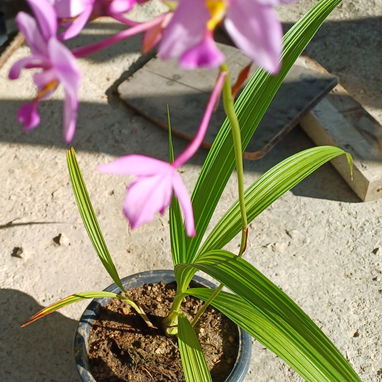 Plantas naturales, orquídea de tierra Spathoglottis plicata - 2/2