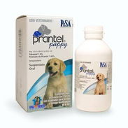 Prantel Puppy - Img 55407063