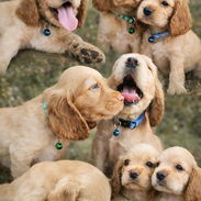 Cocker spaniel - Img 55606953