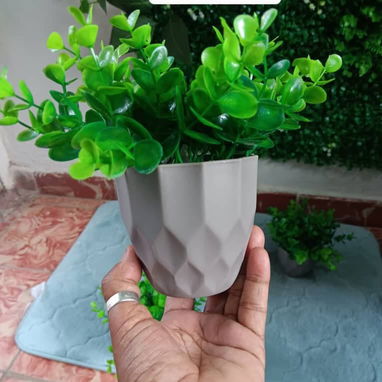 Hermosa planta - Img 121840983