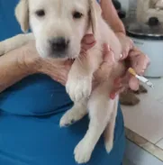 Labrador, excelente para juegos y compañía, comunicarse con 56102895. - Img 50575082