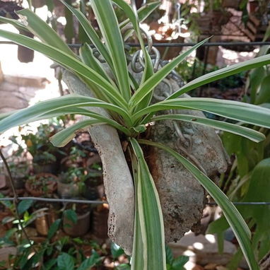 Plantas ornamentales de todo tipo - Img 99194822