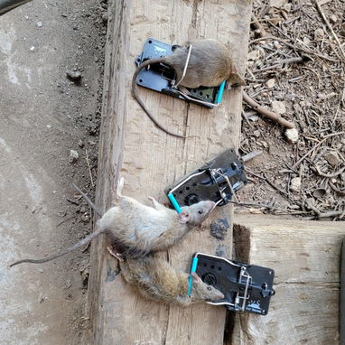 Ratoneras efectivas para Ratas calidad premiun - 7/8