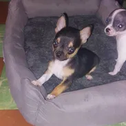 Chihuahuas y salchicha tekel - Img 54693235