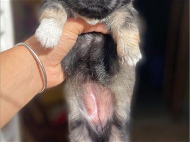 Bellezas de cachorros de spaniel tibetano hembra y macho - Img main-image-45421989