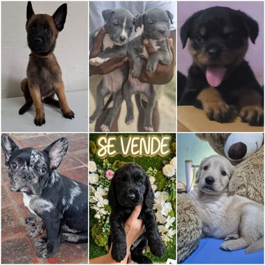 ((( VARIEDAD DE RAZAS CANINAS WHATSAPP 58746643 ))) - Img 125207799