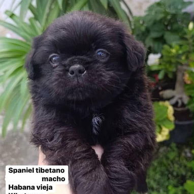 Cachorros Pekines ambos sexos - Img 123776276