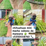 chihuahuas mini - Img 56704887