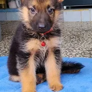 *Pastor Alemán* ♂️Macho (color normal ,negro-crema) 🗓️44 días 💊Desparasitado 📋 Historia clínica ❤️Collar 200usd - Img 57697697