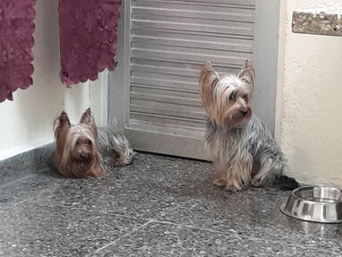 Cuidado de perros de PEQUEÑA TALLA y gatos DOMÉSTICOS,  en Guardería Toy - Img 62512875