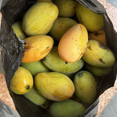 Jaba llena de mangos 🥭 por solo 500 pesos - Img 123253486