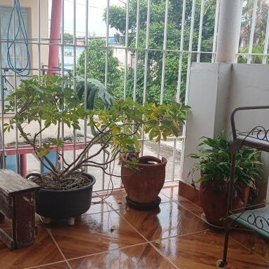 Vendo biplanta en Palatino  proximo a la Ciudad Deportiva y Finca de los monos con 4/4 y 4 baños en muy buen estado - 4/10