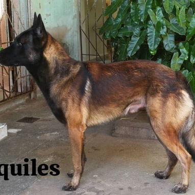 Macho Pastor Belga Malinois para monta - 2/2