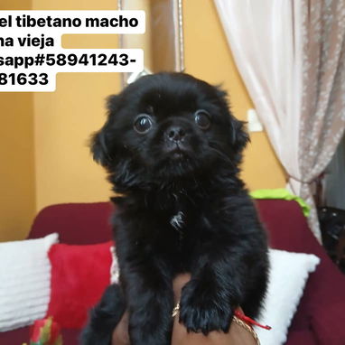 Bellezas de spaniel tibetano - Img 123044806