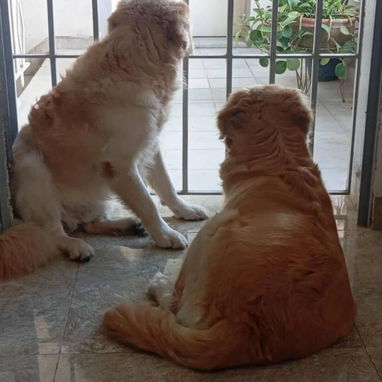 GOLDEN RETRIEVER,machos,en 250 USD o equivalente,TENGO MENSAJERÍA,tienen 45 días y están desparacitados - Img 123692956