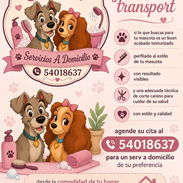 Serv de estética canina - Img 56412735