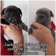 Cachorros Bulldog Francés - Img 58338478