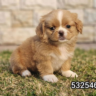 ❤️❤️❤️PEKINES... (Spaniel Tibetanos) - Img 126403309