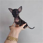 Chihuahua  mini  cabeza de manzana - Img 46049246