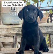 Cachorro de labrador retriever, excelente genetica, desparasitado y con su historia clinica 100 usd - Img 45749517