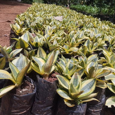 Servicios de jardinería y venta de plantas ornamentales y frutales - Img 127606168
