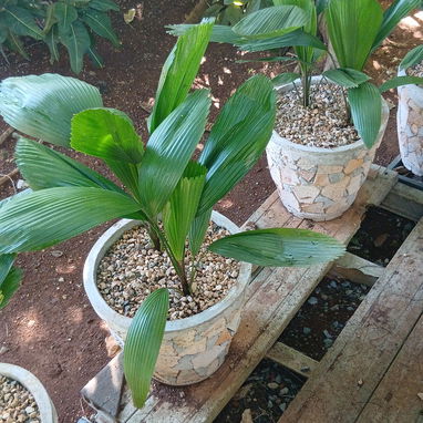 Cervicio de jardinería - 5/5