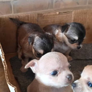 Hermosos cachorros.pitbull.chihuahua.shitzu.pastor alemán.pastor belga malinoe.yorky.dalmata.bulldog francés.labrador. - 2/4