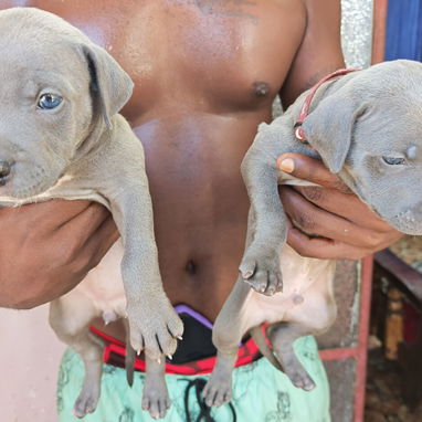 Perros Pitbull Qdan 3 Hembras y 1 Macho,1 Mes de Nacidos ya Están Vacunados Certificados...Centro Habana,Infanta y San J - 2/5