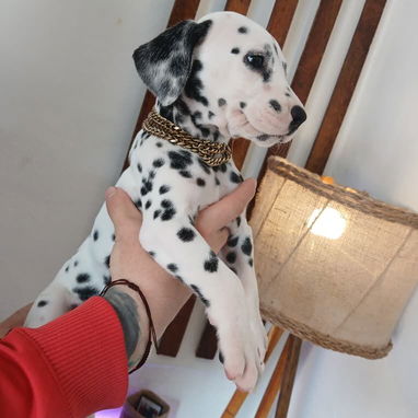 Variedad de perros pura razas - Img 114840424
