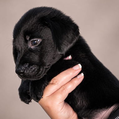 Cachorros labradores 70usd - Img 125688062