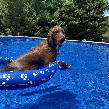 Flotador /piscina para perros, flotadores inflables para perros, flotadores de piscina para perros, flotadores de piscin - Img 87833616
