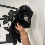 ***Excelentes cachorros shih tzu*** - Img 56331805