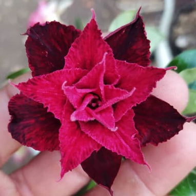 Adenium - 8/10