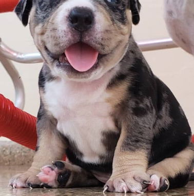 AMÉRICAN BULLY Pocket,hembras en 650 y machos en 600 USD,de 50 días,desparacitado,TENGO MENSAJERÍA,con contrato y collar - Img 98343357