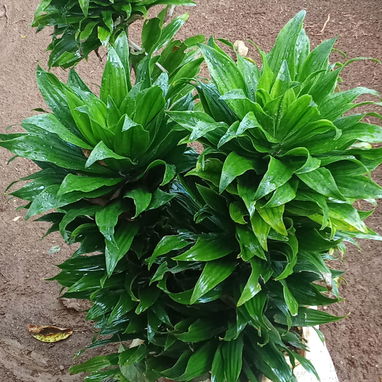 Servicio de jardinería 👩🏼‍🌾 - Img 122604947